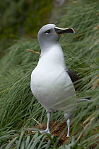 Grey headed albatross (Thalassarche chrysostoma) standing on nest, South Georgia.