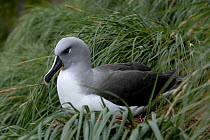 Grey headed albatross (Thalassarche chrysostoma) sitting on nest, South Georgia.