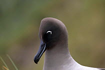 Light mantled sooty albatross (Phoebetria palpebrata), South Georgia.