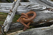 Rusty shackles and weathered wood, some of the remnants left by whalers from the 1800's at Husvik whaling station, South Georgia.