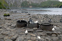 A young seal sitting in a tri-pot or cauldron, formerly used to render oil from the seal blubber in the 1800's, with ivory gulls standing round, South Georgia.