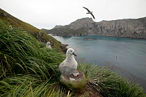 Black browed albatross chicks (Thalassarche melanophrys) waiting for their parents to return to their clifftop nests, South Georgia.