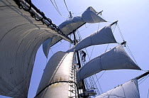 Up the rig of ^Gazella^, a tall ship from Philadelphia, USA.