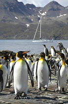Superyacht "Shaman" anchored beyond a colony of King penguins (Aptenodytes patagonicus), South Georgia.