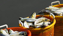 Freshly caught fish in buckets, Annapolis, Maryland, USA.