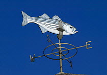 A typical New England striped bass wind vane on a house in Cutty Hunk, Massachusetts, USA.