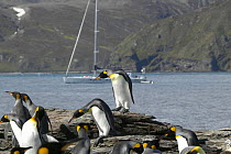 Superyacht "Shaman" anchored beyond a colony of king penguins (Aptenodytes patagonicus), South Georgia.