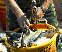 Freshly caught fish in a bucket, Annapolis, Maryland, USA.