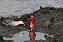 Dying Chinstrap penquin (Pygoscelis antarctica) covered in blood with a scavenging southern Giant petrel (Macronectes giganteus) and Great skua (Catharacta skua), South Georgia.