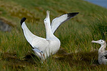 Wandering albatross (Diomedea exulans) performing an elaborate courtship dance, South Georgia.
