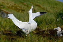 Wandering albatross (Diomedea exulans) performing an elaborate courtship dance, Albatross Island, South Georgia.