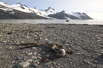 The remains of a dead seal on the beach at King Haakon Bay, South Georgia.