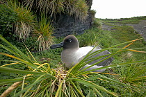 Light-mantled sooty albatross (Phoebetria palpebrata) sitting on nest, South Georgia.