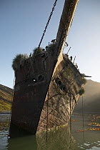 The wrecked coaling ship "Bayard" lying in Ocean Harbour, South Georgia. ^^^She was blown from her mooring during a severe gale in 1911 and is now a nesting ground for cormorants and petrels.