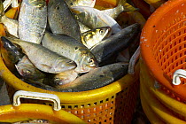 Manhaden fish (Clupeidae) in bait basket, Annapolis, Maryland, USA.