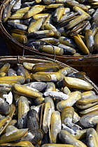 Mussels in buckets, Annapolis, Maryland, USA.