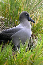 Light-mantled sooty albatross (Phoebetria palpebrata) standing on nest, South Georgia.
