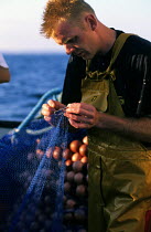 Sardine fisherman mending nets near Concarneau harbour, South Brittany, France.