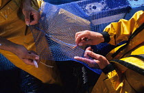 Fishermen repairing their sardine nets, Brittany, France.