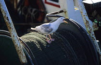 Seagull calling from the net reel on a langoustine trawler at Lechiagat, South Brittany, France.