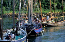 Old wooden boats gather in the Bono River, Golfe du Morbihan, Brittany, France.