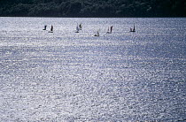 Great Glen Raid competitors crossing Loch Ness, Scotland. ^^^Rowing in the narrow stretches and sailing through the lochs, the Great Glen Raid crosses Scotland along the Caledonian Canal from Fort Wil...