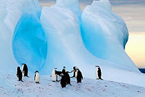 A group of chinstrap penguins (Pygoscelis antarctica) on an iceberg off South Georgia Island, March 2003.