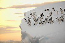 A group of chinstrap penguins (Pygoscelis antarctica) on the edge of an iceberg off South Georgia Island, March 2003.