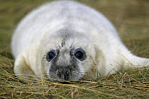 Grey seal (Halichoerus grypus) pup. Donna Nook, Lincolnshire, England, UK.
