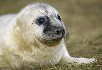 Grey seal (Halichoerus grypus) pup. Donna Nook, Lincolnshire, England, UK.