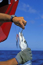 Holding a freshly caught barracuda (Sphyraena sp)with a fishing hook through its mouth.
