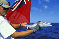 Man holding a freshly caught barracuda (Sphyraena sp).