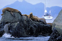 Fur seals (Arctocephalus forsteri) on rocks in Fiordland, South Island, New Zealand. The 88ft Yacht "Shaman" can be seen in the background.