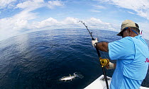 Catching a yellow fin tuna (Thunnus albacares) on a fishing line from a boat.