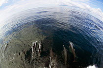 Spinner dolphins (Stenella longirostris) in the Pacific Ocean, Guatemala.