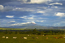 Cattle (Bos indicus) grazing farmland near Antigua, Guatemala.