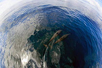 Spinner dolphins (Stenella longirostris) off Guatemala.