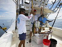 Killing a yellow fin tuna (Thunnus albacares) onboard a sport fishing boat, Guatemala.