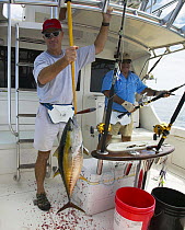 Killing a yellow fin tuna (Thunnus albacares) on board a sport fishing boat, Guatemala.