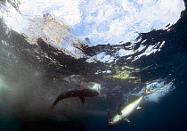 Underwater view of a yellow fin tuna (Thunnus albacares) biting the fishing line behind a boat, Guatemala.