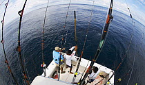 Yellow fin tuna (Thunnus albacares) fishing from a sports fishing boat, Guatemala.