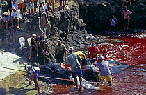 Locals from the island of Bequia butchering a Humpback whale (Megaptera novaeangliae). Bequia, St Vincent and the Grenadines, Caribbean. They have a license from the whaling commission to take 2 whale...