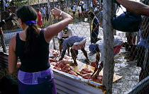 Locals from the island of Bequia butchering Humpback whale (Megaptera novaeangliae) meat. Bequia, St Vincent and the Grenadines, Caribbean. They have a license from the whaling commission to take 2 wh...