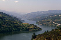 El Douro River, Portugal. ^^^The area cultivates more than eighty grape varieties and uses half its grapes to produce port. The rest of the harvest is vinified into fine table wines. Like port, the fi...