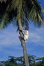 A local man climbing a palm tree to collect coconuts, Caribbean.