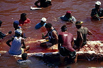 Locals from the island of Bequia butchering a Humpback whale (Megaptera novaeangliae). Bequia, St Vincent and the Grenadines, Caribbean. They have a license from the whaling commission to take 2 whale...