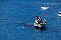 Locals from the island of Bequia towing a Humpback whale (Megaptera novaeangliae) to shore. Bequia, St Vincent and the Grenadines, Caribbean. They have a license from the whaling commission to take 2...