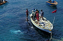 Locals from the island of Bequia towing a Humpback whale (Megaptera novaeangliae) to shore. Bequia, St Vincent and the Grenadines, Caribbean. They have a license from the whaling commission to take 2...