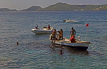 Locals from the island of Bequia towing a Humpback whale (Megaptera novaeangliae) ashore. Bequia, St Vincent and the Grenadines, Caribbean. They have a license from the whaling commission to take 2 wh...