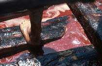 Hull of a boat full of blood on a tuna fishing expedition off Cap Bon peninsula, Tunisia.